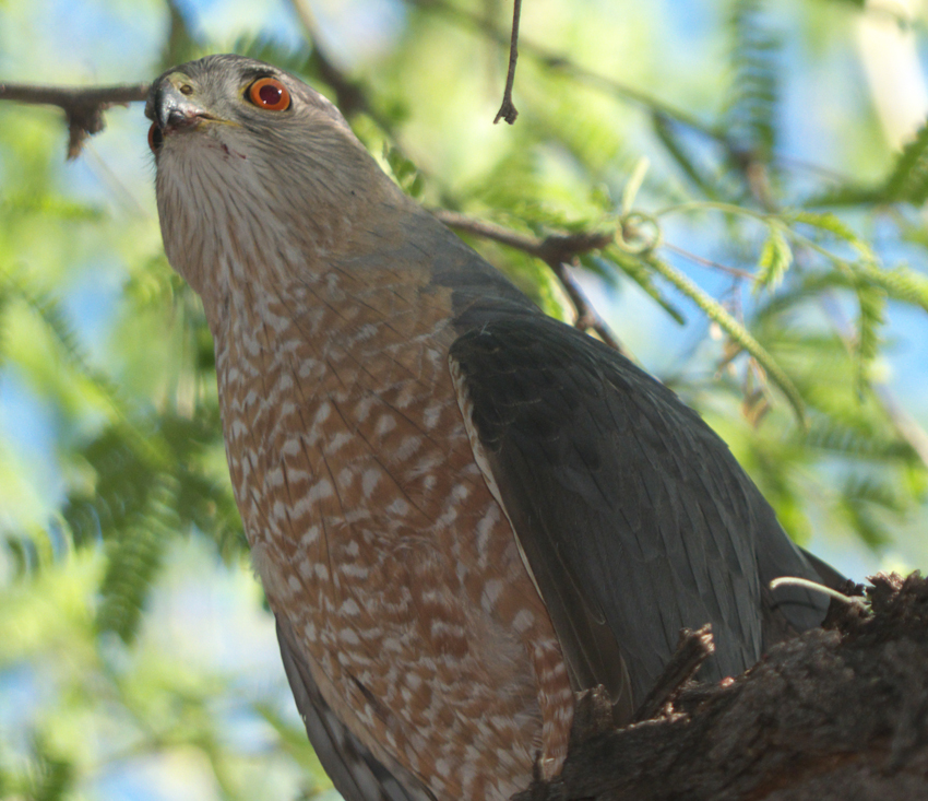 Coopers Hawk