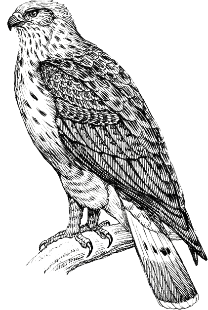 Hawk illustration