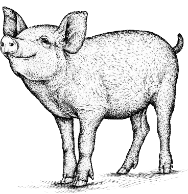 pig