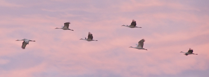 Sandhill Cranes